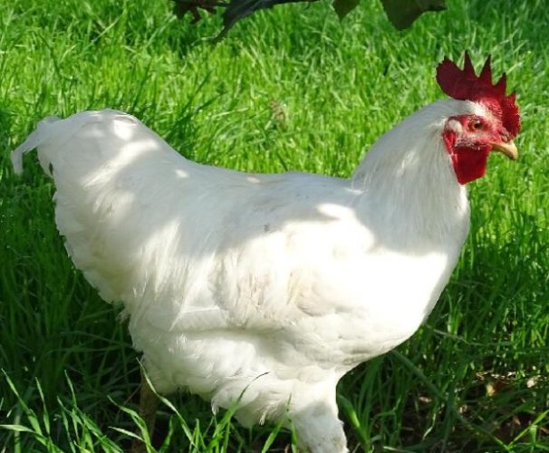 白斬雞選雞技巧 白斬雞選雞技巧