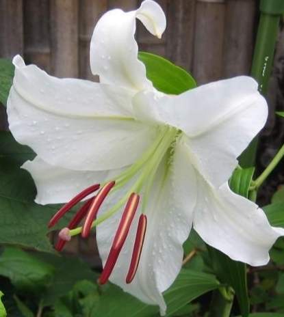 絕望花語 絕望花語