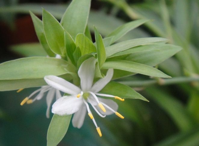 吊蘭開花條件 吊蘭開花條件