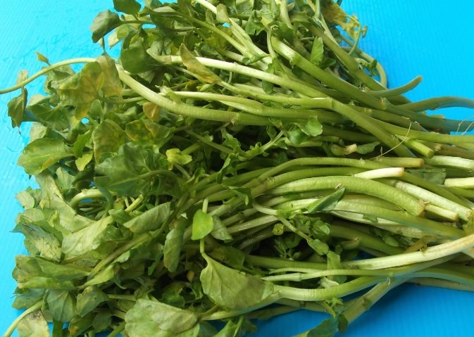 西洋菜食譜 西洋菜食譜