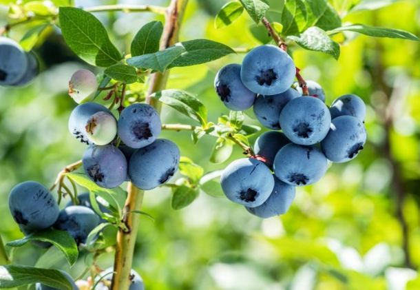 藍莓鉀含量 藍莓鉀含量