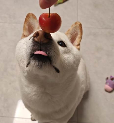 狗可以吃櫻桃嗎 狗可以吃櫻桃嗎