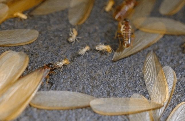 飛蟻生命週期 飛蟻生命週期