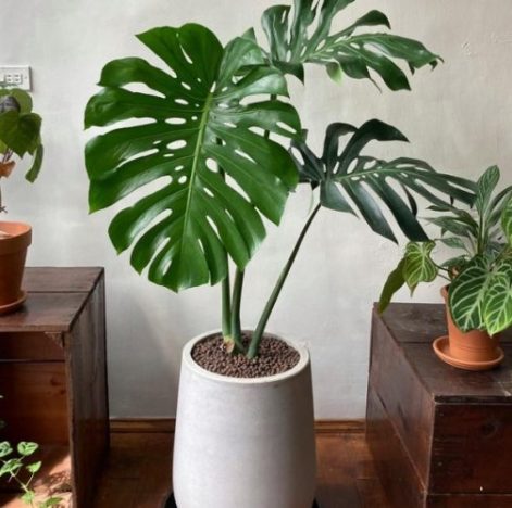 龜背芋停止生長