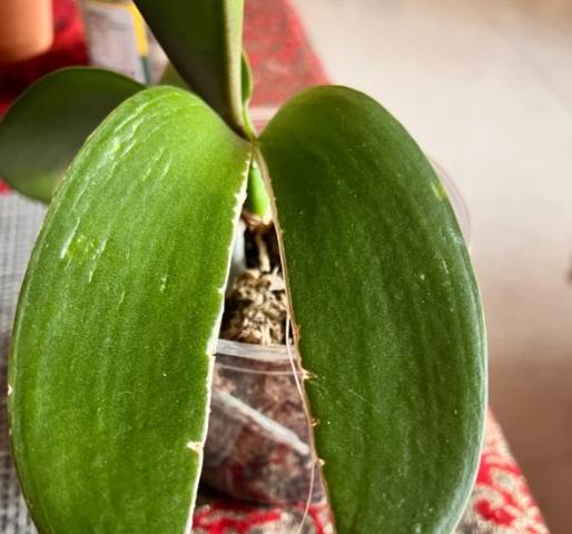 蝴蝶蘭葉子裂開預防 蝴蝶蘭葉子裂開預防