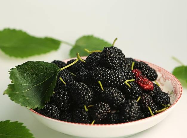 桑葚營養 桑葚營養