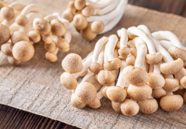 鴻禧菇冷凍後變化 鴻禧菇冷凍後變化