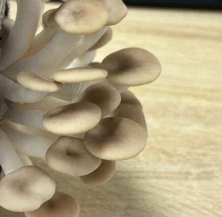 秀珍菇新鮮度判斷 秀珍菇新鮮度判斷