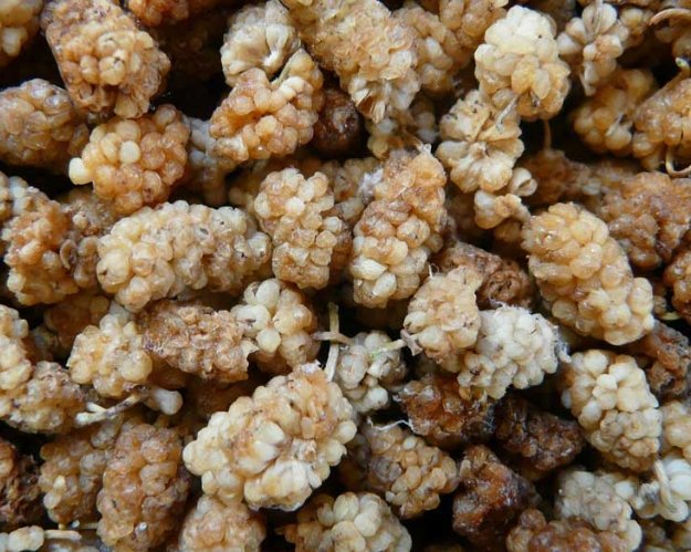 白桑子乾使用方法 白桑子乾使用方法