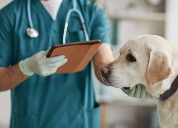 狗狗中毒食物 狗狗中毒食物