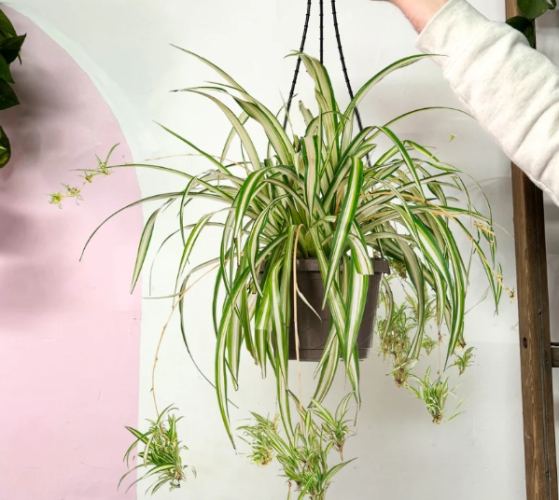 吊蘭淨化空氣 吊蘭淨化空氣