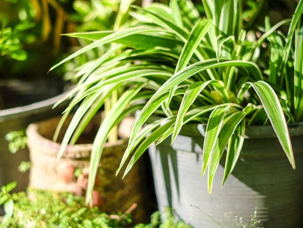 室內吊蘭擺放 室內吊蘭擺放