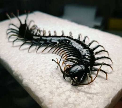 蜈蚣防治 蜈蚣防治