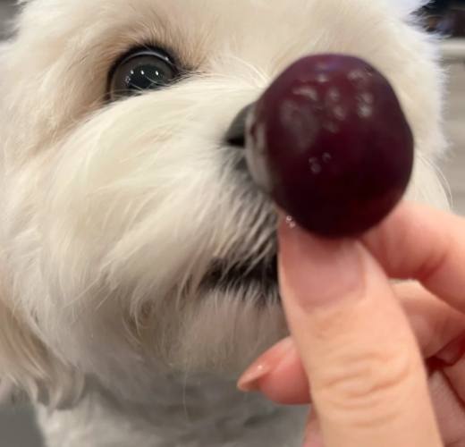 櫻桃對狗有毒 櫻桃對狗有毒