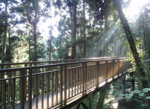 溪頭森林遊樂區 溪頭森林遊樂區