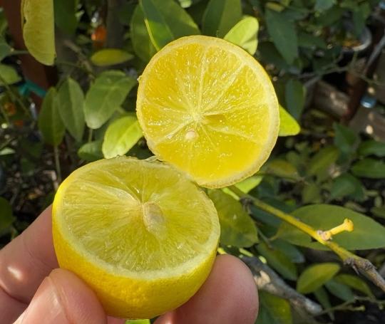 鉀含量食物 鉀含量食物