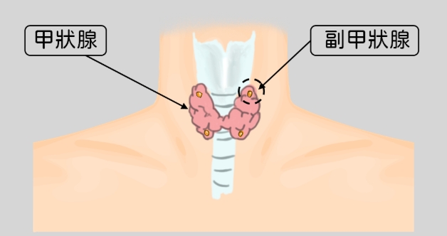 甲狀腺亢進蔬菜禁忌 甲狀腺亢進蔬菜禁忌