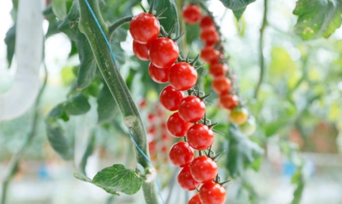 小番茄營養價值 小番茄營養價值