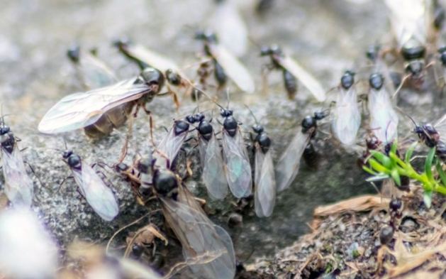 飛蟻生命週期 飛蟻生命週期