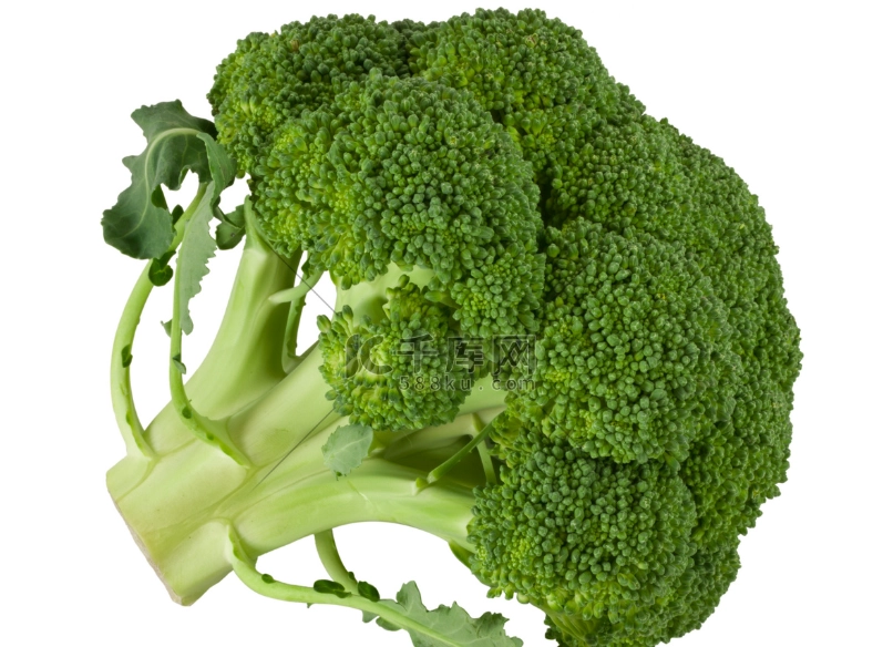 綠花椰菜蛋白質評測：高CP值植物蛋白來源，健身族與素食者必看指南