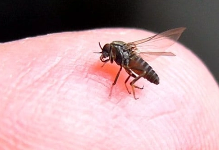 沙蠅叮咬症狀 沙蠅叮咬症狀