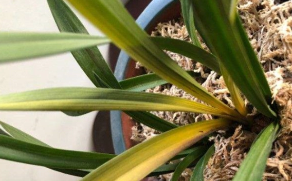 蘭花莖變黃原因 蘭花莖變黃原因