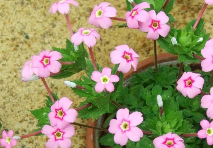 花卉養護 花卉養護