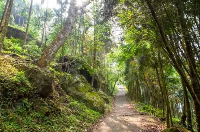 大凍山登山步道 大凍山登山步道