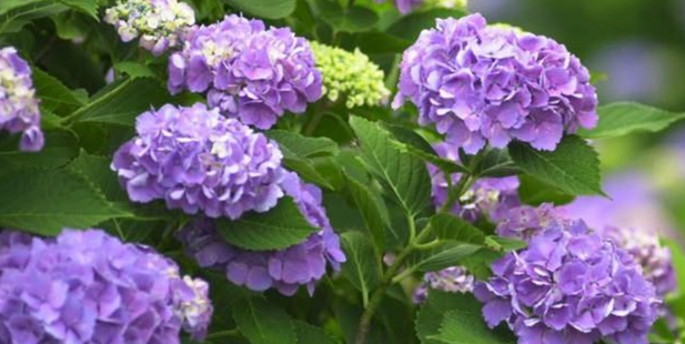 繡球花送禮場合