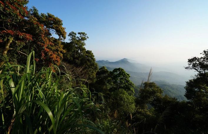 台南大凍山登山 台南大凍山登山