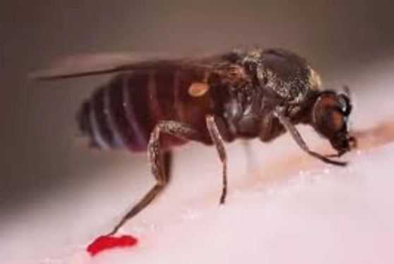 沙蠅傷口處理 沙蠅傷口處理