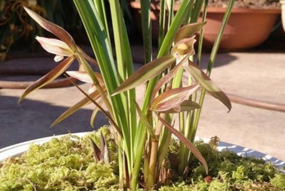 蘭花莖變黃處理 蘭花莖變黃處理