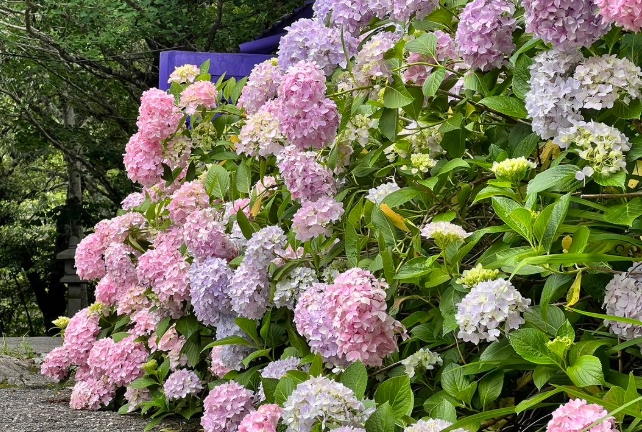 繡球花送禮場合