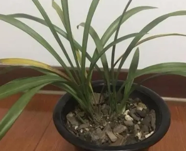 蘭花葉子變黃原因 蘭花葉子變黃原因
