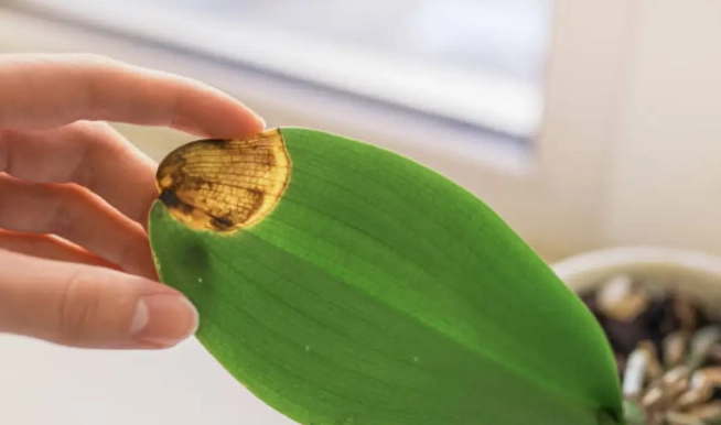 蘭花養護技巧 蘭花養護技巧