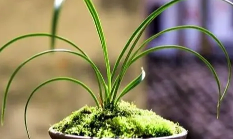 蘭花養護技巧 蘭花養護技巧