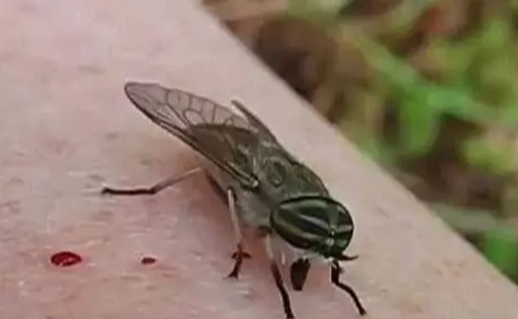 紐西蘭沙蠅防護