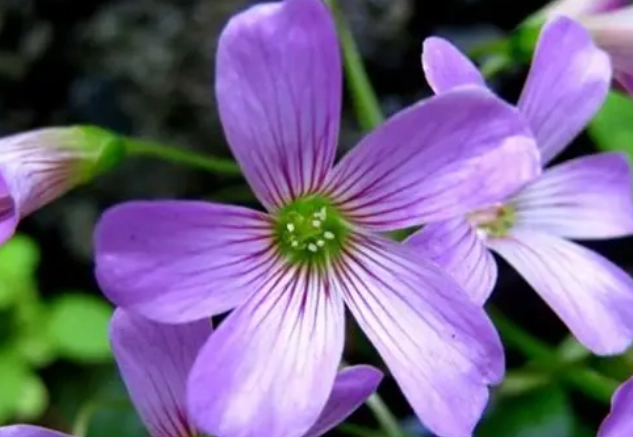 常見花卉 常見花卉