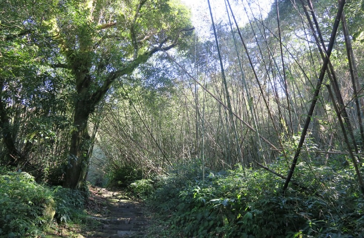 大凍山登山路線 大凍山登山路線
