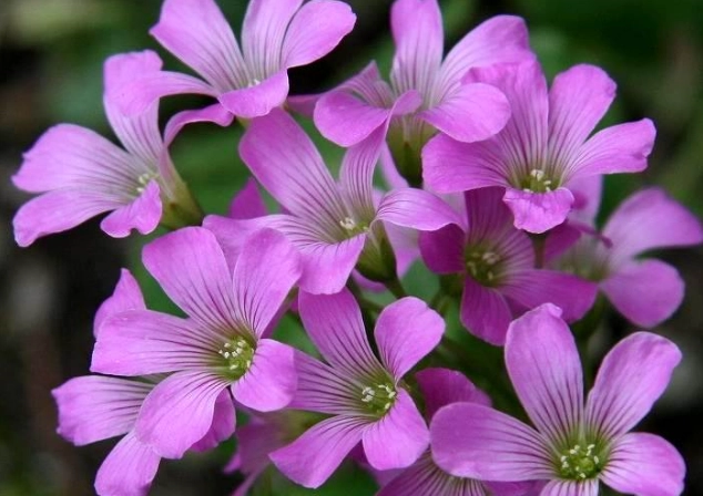 花卉養護 花卉養護