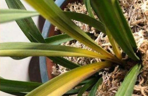 蘭花葉子變黃原因 蘭花葉子變黃原因