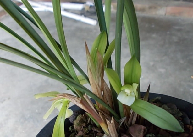 蘭花養護技巧 蘭花養護技巧