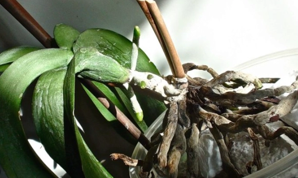 蘭花養護技巧 蘭花養護技巧