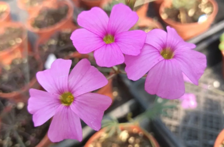 常見花卉 常見花卉