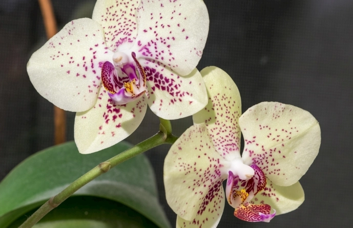 蘭花適應新環境