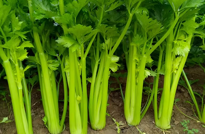 西洋芹營養過量