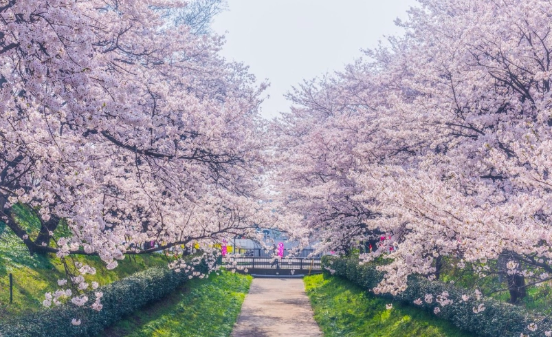 櫻花季大町公園