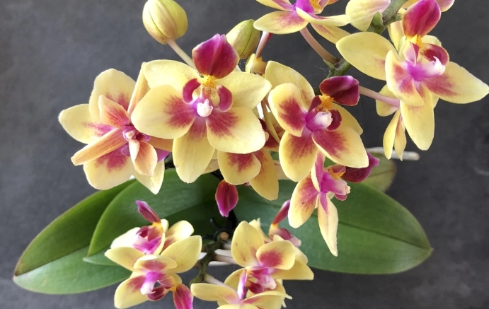 蘭花葉子修剪技巧