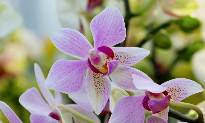 蘭花適應新環境