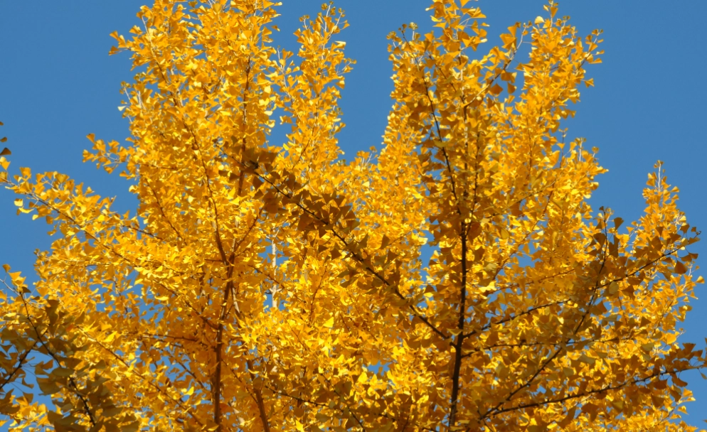 大出公園落羽松